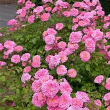 4-Pack (Sweet Drift® Rose, 2 Gal- Repeat Light Pink Blooms , Zone 5-8