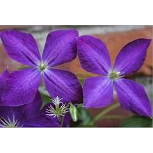 Purple Clematis Flowers By Anna Miller | Premier Image Canvas | Art.Com | 12x18 in