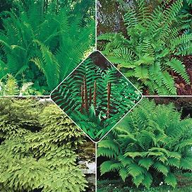 Hardy Fern Collection - 5 Per Package | Collection Of Various Ferns | Zone 3-9 | Spring Planting | Shade Perennials