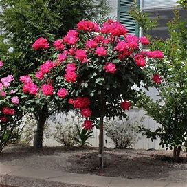 Knock Out® Rose Tree, 2-3 Ft- Ornamental Shrub, All The Gorgeous Color And Easy Care Of The Knock Out Rose In Tree Form , Zone 5-8