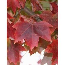 Brandywine Maple, 3-4' Tall, Seedless Maple, Fast Growing, Shade Tree, Beautiful Fall Color, Shipped In Pot