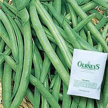 0.5 Lb. Bush Bean Early Contender (Seed Packet)