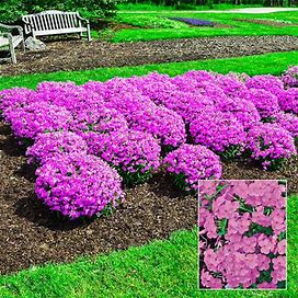 Forever Pink Phlox - 1 Per Package | Purple | Phlox Paniculata 'Forever Pink' PPAF | Zone 3-9 | Spring Planting | Sun Perennials