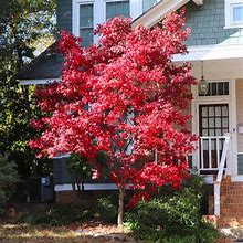 4-5 ft. - Bloodgood Japanese Maple Tree - Grafted Bloodgood Maples Gives You Vibrant Color