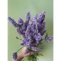 Burpee - Perennials - Lavender, Sensational!, 1 Plant