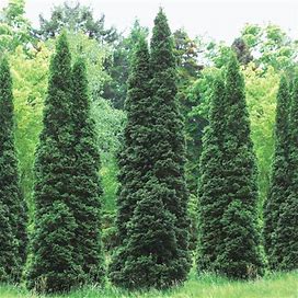 Emerald Green Arborvitae Hedge - 1 Per Package | 1 Gallon Pot | Thuja Occidentalis 'Smaragd' | Zone 2-7 | Spring Planting | Hedges And Shrubs