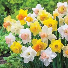 Early Spring Flowering Daffodil Mixture - 15 Per Package | Mixed | Narcissus | Zone 3-8 | Fall Planting | Fall-Planted Bulbs
