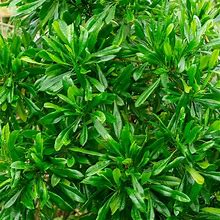 5 Gallon - Emerald Ice Green Hopbush - Hardy Evergreen Shrub/Bush Perfect For Adding Privacy, Outdoor Plant