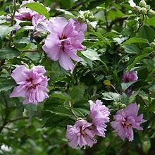 Ardens Rose Of Sharon Althea Shrub/Bush, 3 Gal- Ornamental Shrub, Purple Color Lasts All Summer, Zone 5-8