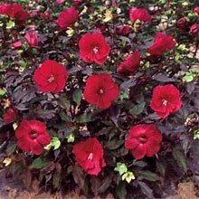 Spring Hill Nurseries Red Flowers Midnight Marvel Hibiscus Live Bareroot Perennial Plant (1-Pack)