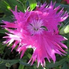 30+ Superbus Rose Carnation Dianthus / Perennial Flower Seeds