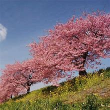 Kwanzan Cherry Tree, 6-7 Ft- Magnificent Pink Blooms | Ornamental Flowering Trees, Zone 5-8