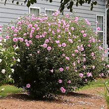 3 Gallon - Aphrodite Rose Of Sharon Althea Shrub/Bush - Youll Fall In Love With This Beauty, Outdoor Plant