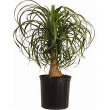 United Nursery Live Ponytail Palm 24-32in Tall Green Tropical Houseplant In 10in Grower Pot