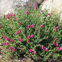 1 Gallon - Pink Skullcap Shrub/Bush - Rich Pink Color, Spring To Fall, Outdoor Plant