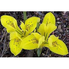 (5) Spectacular Flowering Border Perennial Flowers, Iris Rock Garden Danfordiae, Bulbs