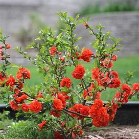 Double Take Orange™ Flowering Quince