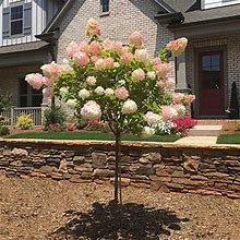 Outdoor Flowering Shrub 3-4 ft Tall Hydrangea Plant Vanilla Strawberry Tree