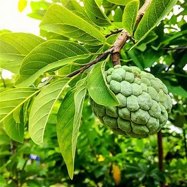 Sugar Apple Tree (Sweetsop Tree), 1-2 ft Indoor/Outdoor Fruit Tree- Produces Tons Of Delicious, Sweet And Creamy Fruit, Zone 5-8