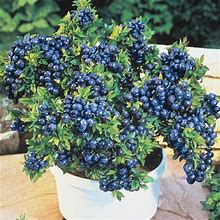 Dwarf Tophat Blueberry - 12-18" Bareroot - 1 Plant