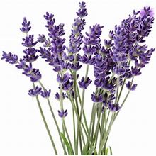 Grow Your Own Lavender - Approximately 2500 Seeds - Agustifolia Lavender