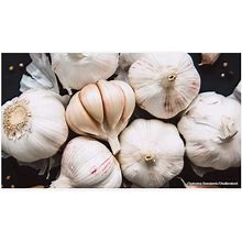 Ceylon Organic Purple Italian Hardneck Garlic Bulbs Plant/Cook (50G)