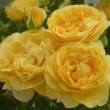 Happy Go Lucky Grandiflora Rose - 1 Per Package | Yellow | Rosa Cv. 'Weksirjuci' | PPAF | Zone 4-10 | Spring Planting | Sun Perennials