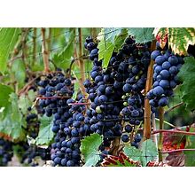 Concord Seedless Blue Grape Vine Plant - 5" Pot, FREE SHIPPING