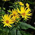 Outsidepride 200 Seeds Perennial Silphium Cup Plant Flower Seeds For Planting