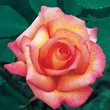 Sheila's Perfume Floribunda Rose - 1 Per Package | Yellow | Pink | Rosa 'Harsherry' | Zone 4-10 | Spring Planting | Sun Perennials
