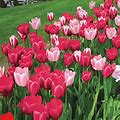 Perennial Delight Tulip Mixture - 75 Per Package | Red | Pink | White | Mixed | Tulipa Darwinhybrid - 'Delight' Varieties | Zone 3-8 | Fall Planting | Fall-Planted Bulbs