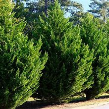 3 Gal. Leyland Cypress Tree CYPLEY03G ,