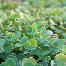 3 in. Pot Blue Creeping Sedum Ground Cover With Blue/Green Foliage Edged In Pink Live Perennial Plant (1-Pack)