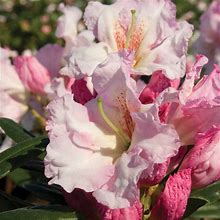 Southgate Breeze Rhododendron (2.5 Quart) Flowering Evergreen Shrub With Pink Buds That Bloom White - Part Sun To Shade Live Outdoor Plant - Southern