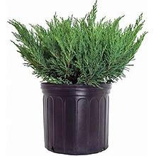 Compact Andorra Juniper, Green Leafed Evergreen In 3 Gallon Pot - Juniper Horizontalis Plumosa Compacta 'Youngstown'