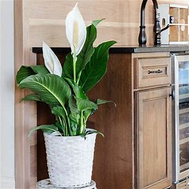 Peace Lily Plant, 6 Inch Pot- Incredible Blooms On The World's Best Houseplant, Zone 5-8