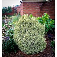 Variegated Boxwood 2 Container