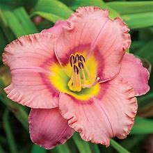 Elegant Candy Daylily | Zone 3-9 | Pink | 23 - 25 Inches | Full Sun | Partial Sun