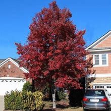 American Red Maple Tree, 6-7 Ft- Famous For Its Brilliant Foliage, Fast Growing Shade Tree, Zone 5-8