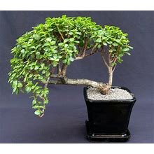 Baby Jade Bonsai Tree Cascade Style 15"H Indoor Plant. Live Portulacaria Afra