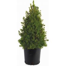 2.50 Qt. Pot Alberta Dwarf Spruce (Picea), Live Evergreen Tree (1-Pack)