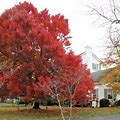 Bolens 10 Seeds CAROLINA RED SCARLET MAPLE Tree Acer Rubrum - New Garden & Outdoor | Color: Red