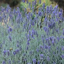 English Lavender Perennial Plants. You'll Receive 2 Healthy Plants. Fall Is For Planting.