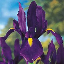 Purple Tall Dutch Iris - 10 Per Package | Purple | Iris Hollandica 'Valentine' | Zone 4-9 | Spring Planting | Sun Perennials