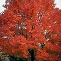 7 For All Mankind Red Maple Tree (Bareroot 6-12' Seedling - New Home | Color: Red | Size: M