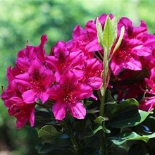 1 Gallon - Red Rhododendron Shrub/Bush - Adaptable, Colorful & Fragrant, Outdoor Plant