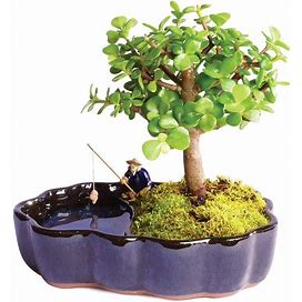 Flowers - Zen Jade Reflections Bonsai Plant - Regular