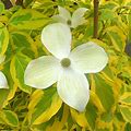 Summer Gold Flowering Dogwood Tree | Zone 5-8 | White | 8 Feet | Full Sun | Partial Shade