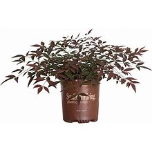 Flirt Nandina (1.5 Gallon) Low-Growing Multicolor Evergreen Shrub With Red New Growth - Part Shade Live Outdoor Plant - Southern Living Plants