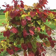 Flame Thrower Redbud - 2 Container Single Stem